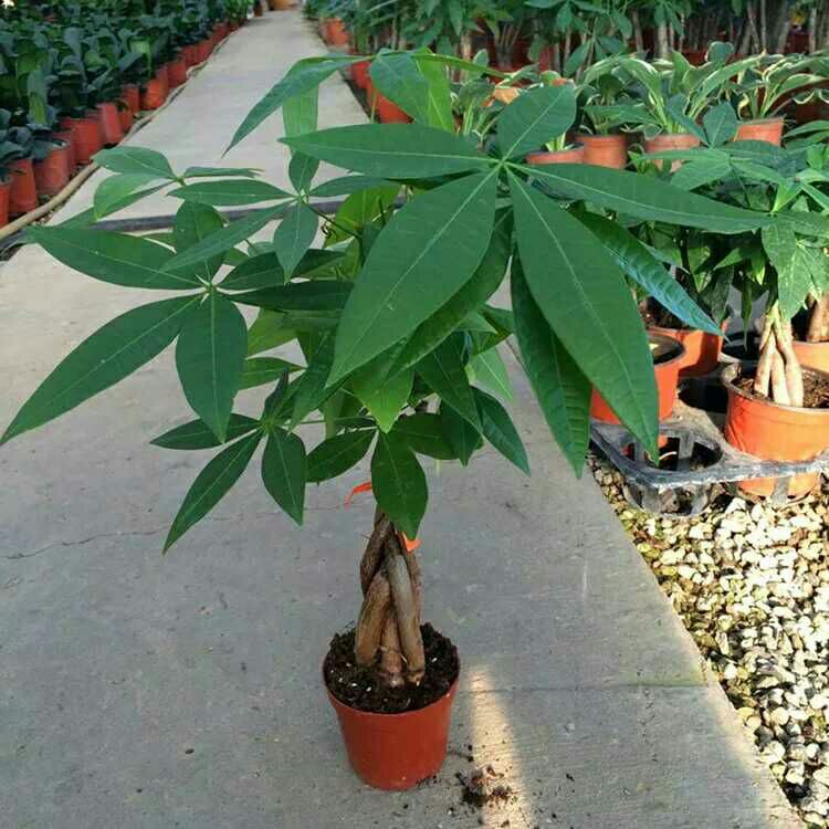 山东省烟台市招远市 五编发财树辫子组合绿植盆栽办公室植物树苗防