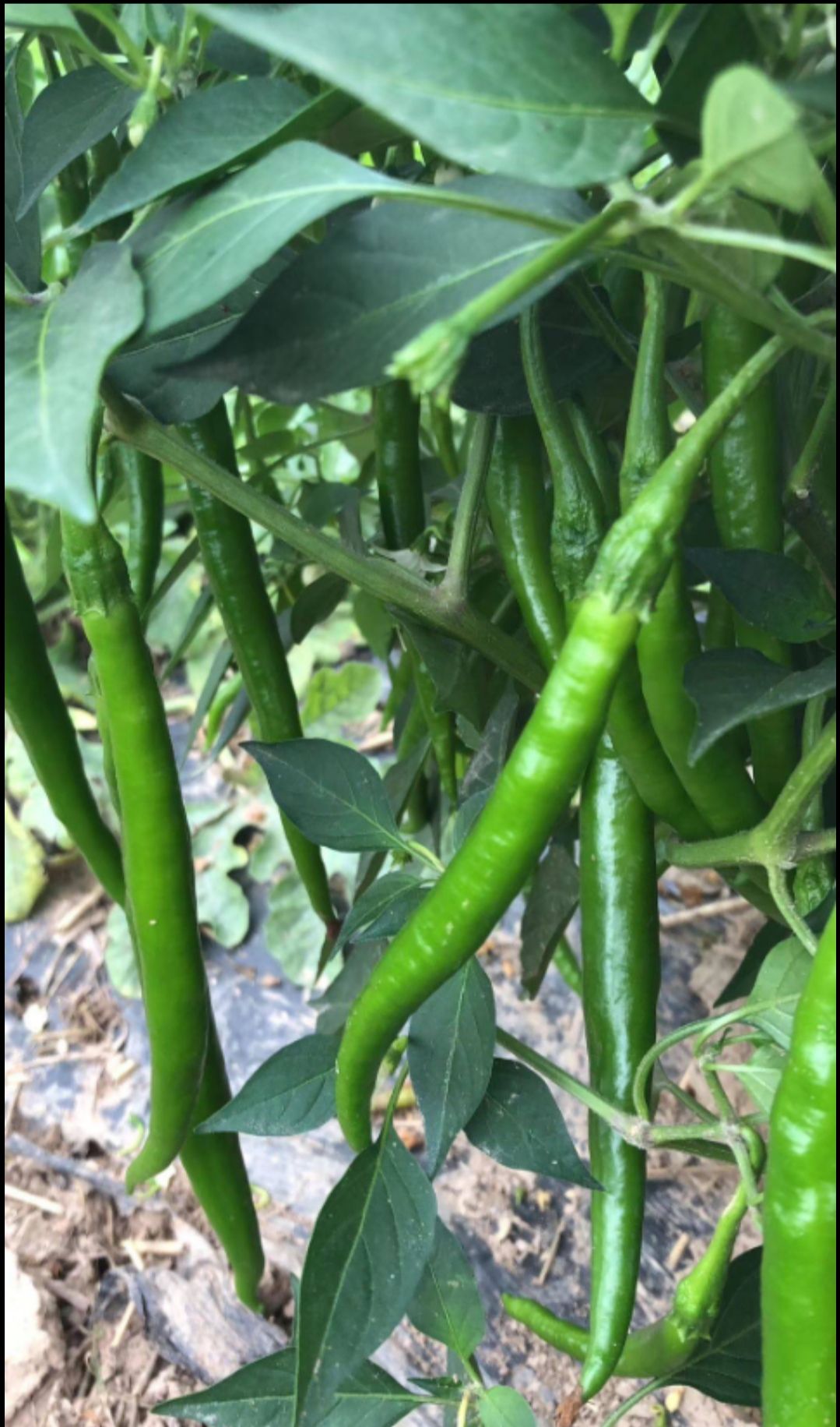 二荆条辣椒 硬皮二荆条,线椒,量大质优,欲购从速.