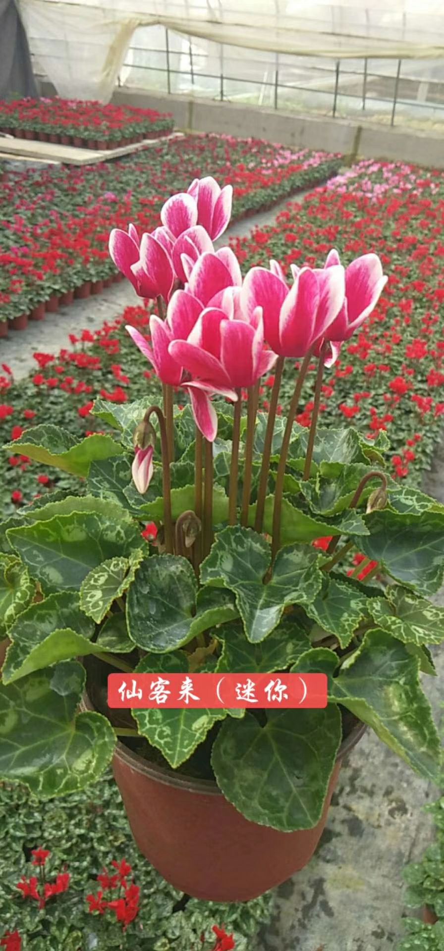 仙客来 观花植物 多色