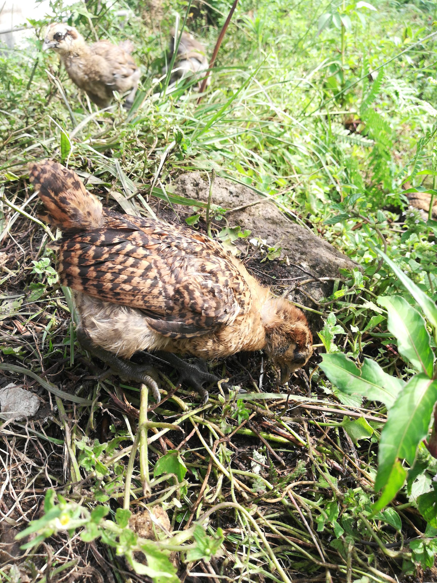 农村散养老品种刚出壳上树鸡土鸡苗