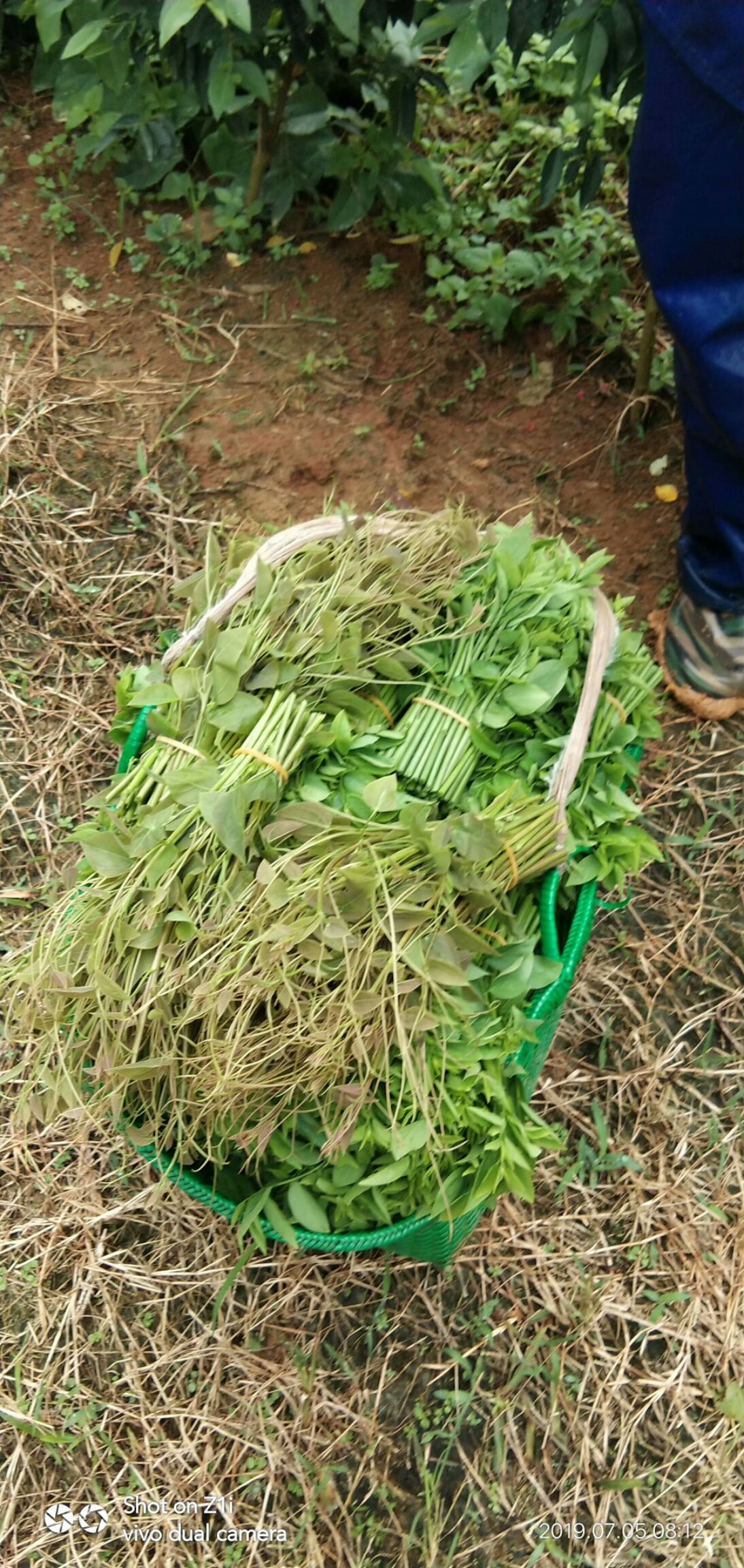 赤苍藤别名姑娘菜地方人叫龙须菜