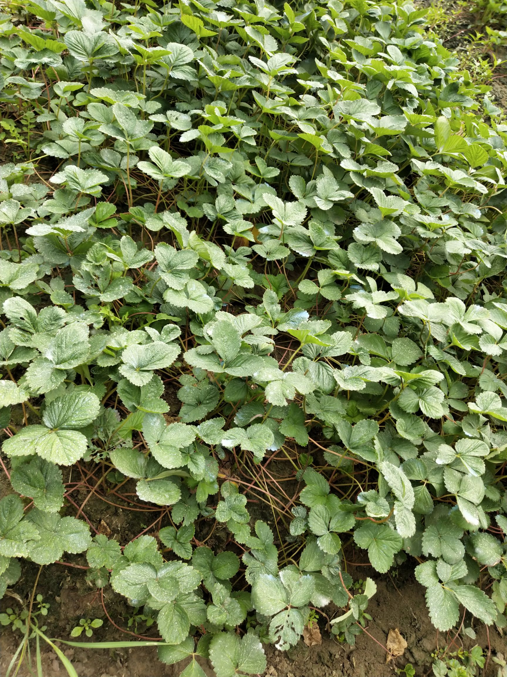 久香草莓苗 欢迎前来实地考察