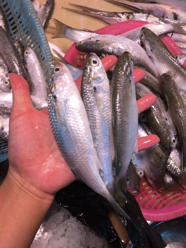 深海海鲜 湛江市天然大明虾,天然杂鱼,鱼虫,大明虾35有量有价,虫鱼8元