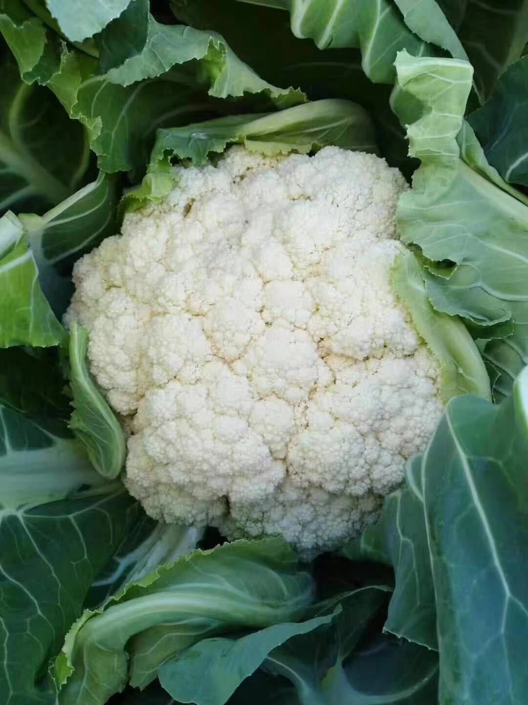 白面青梗花菜种子 白面青梗花椰菜,松花菜种子,高档进口种子,产量高