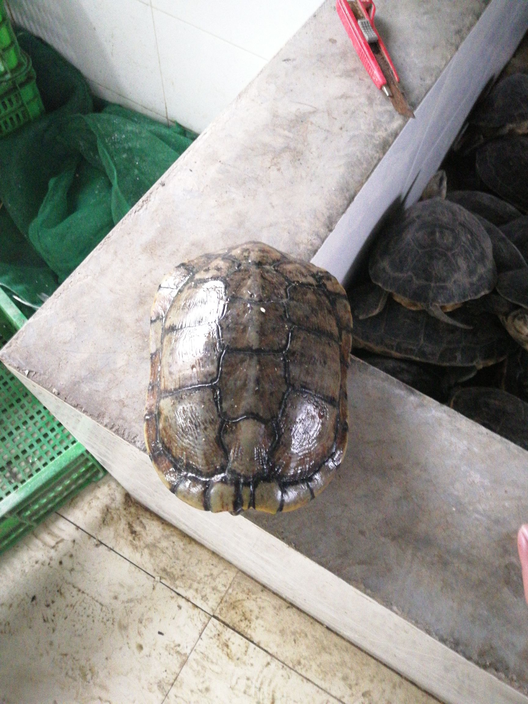 品种名:巴西龟          外塘巴西龟公