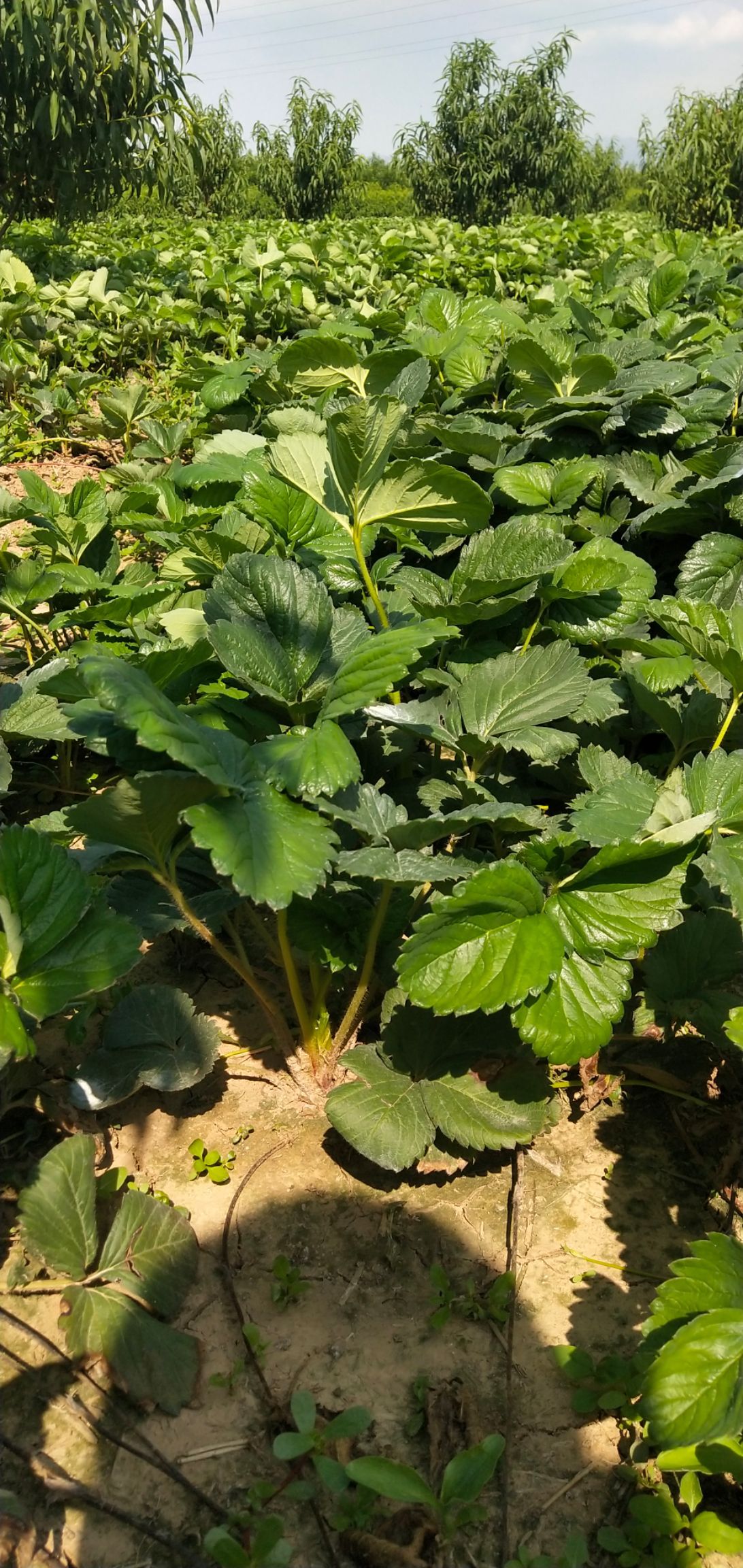 供应大厅 种子种苗 草莓苗