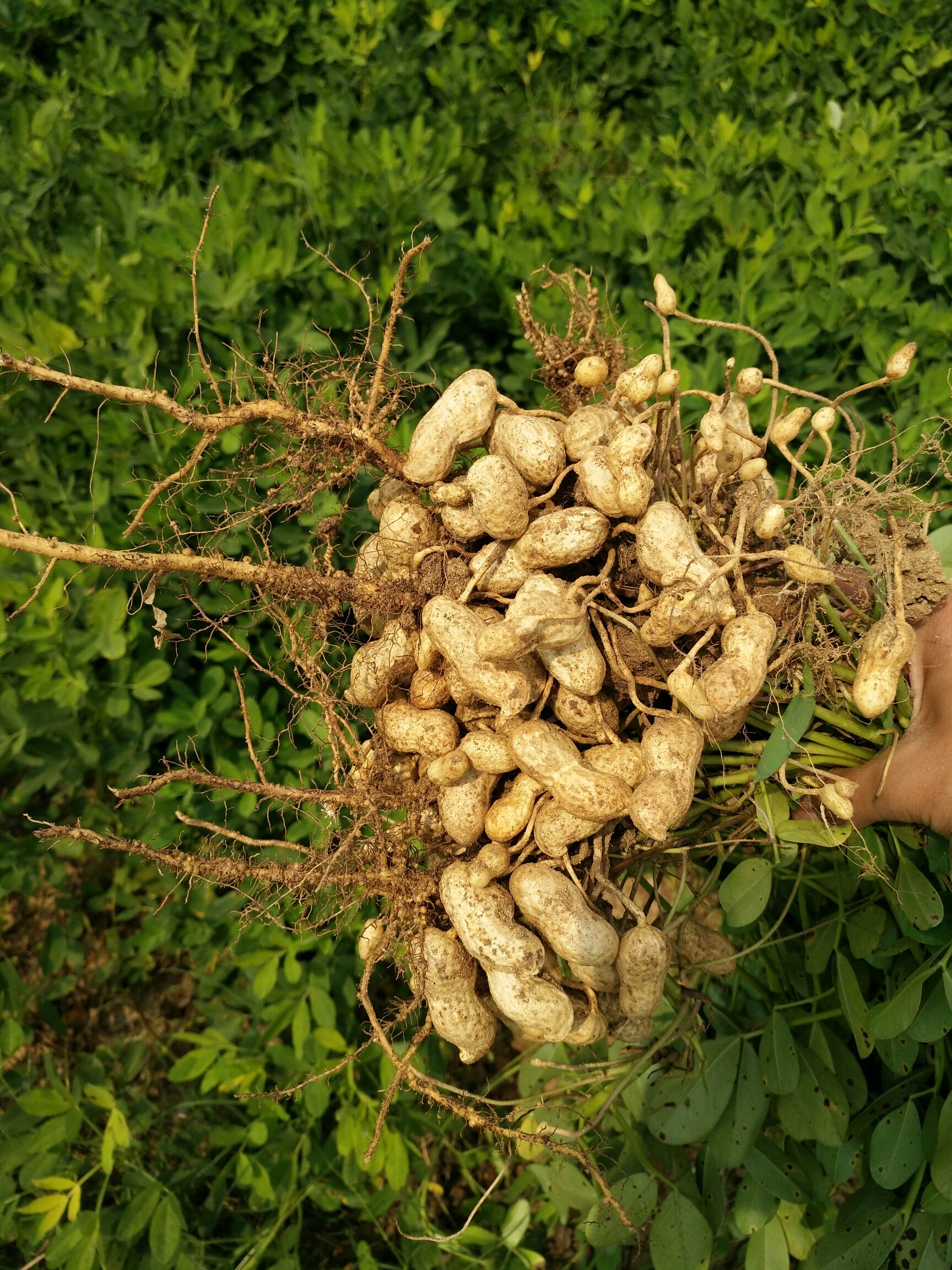 新鲜花生 下单现从地里摘,只选大粒发往你手中