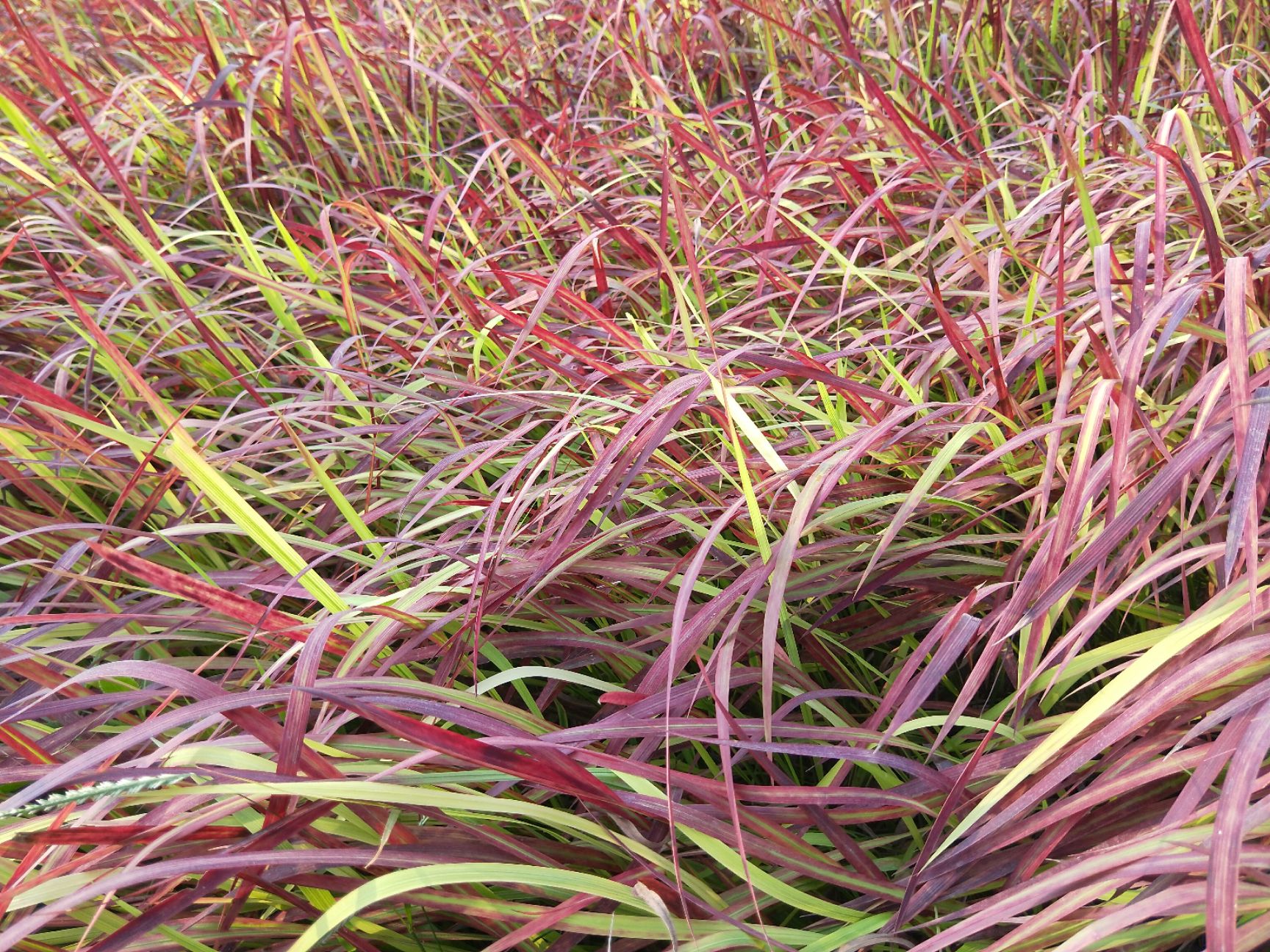 日本血草 多年生 宿根植物 观叶植物