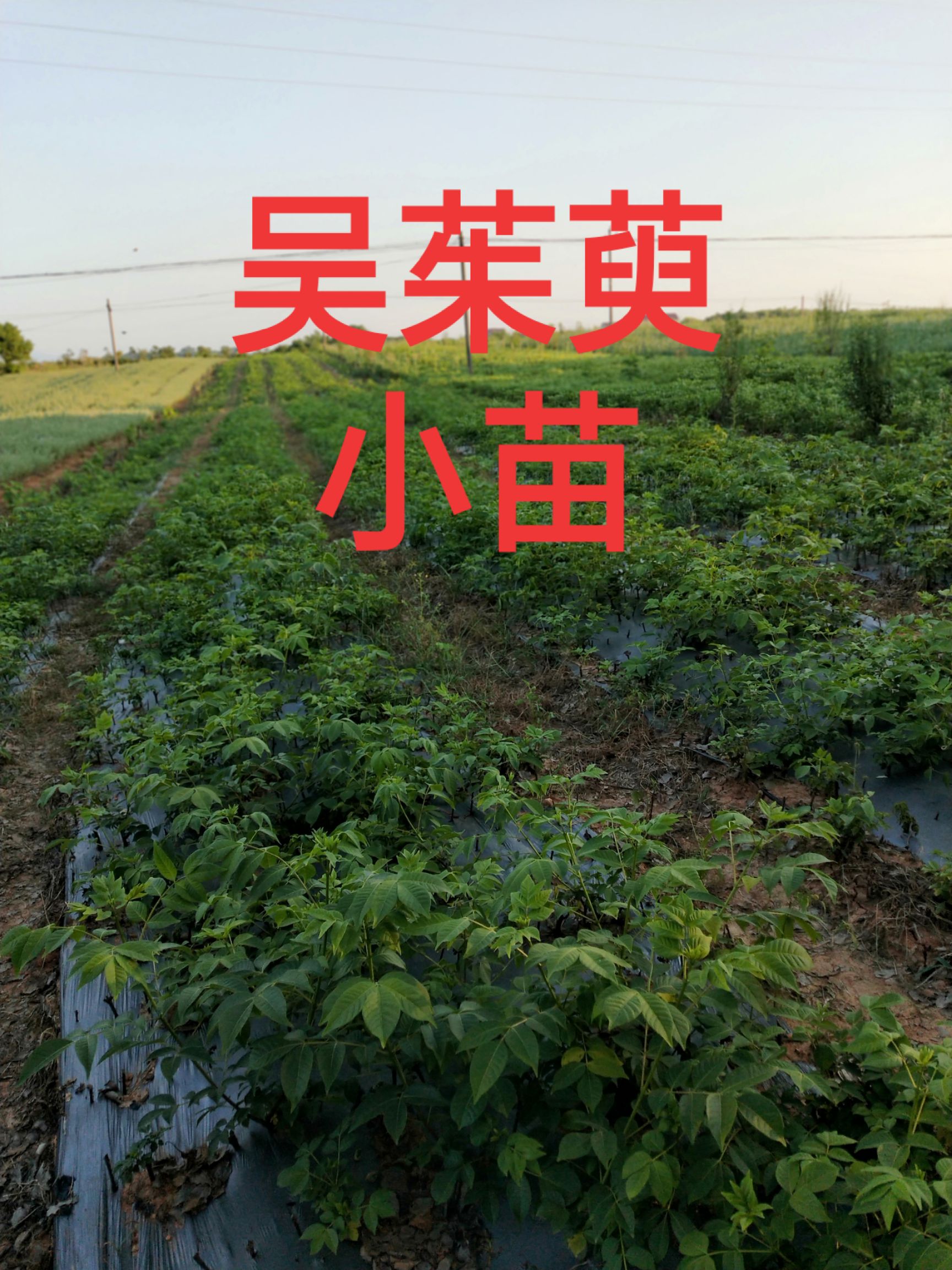 [吴茱萸苗批发]吴茱萸苗 出售中花吴茱萸 曼荆子小苗价格5元/棵