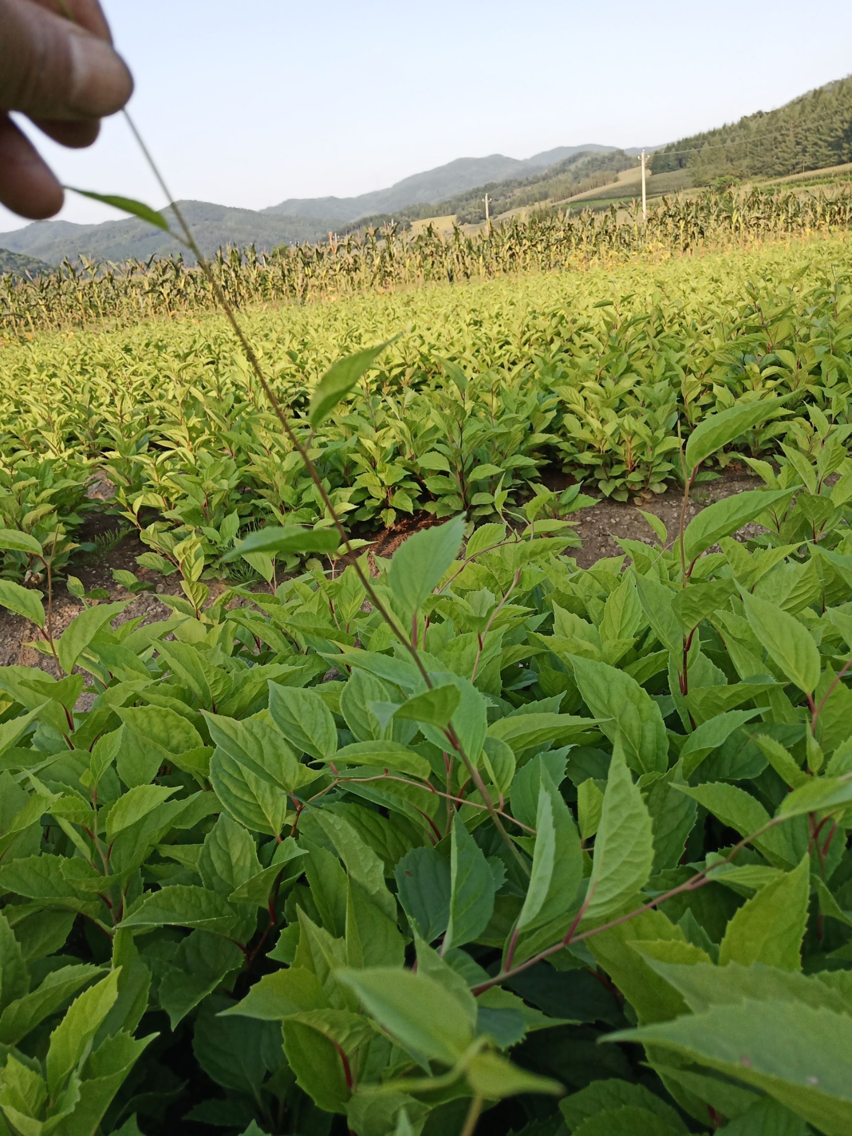 优质北五味子苗繁育基地 直销