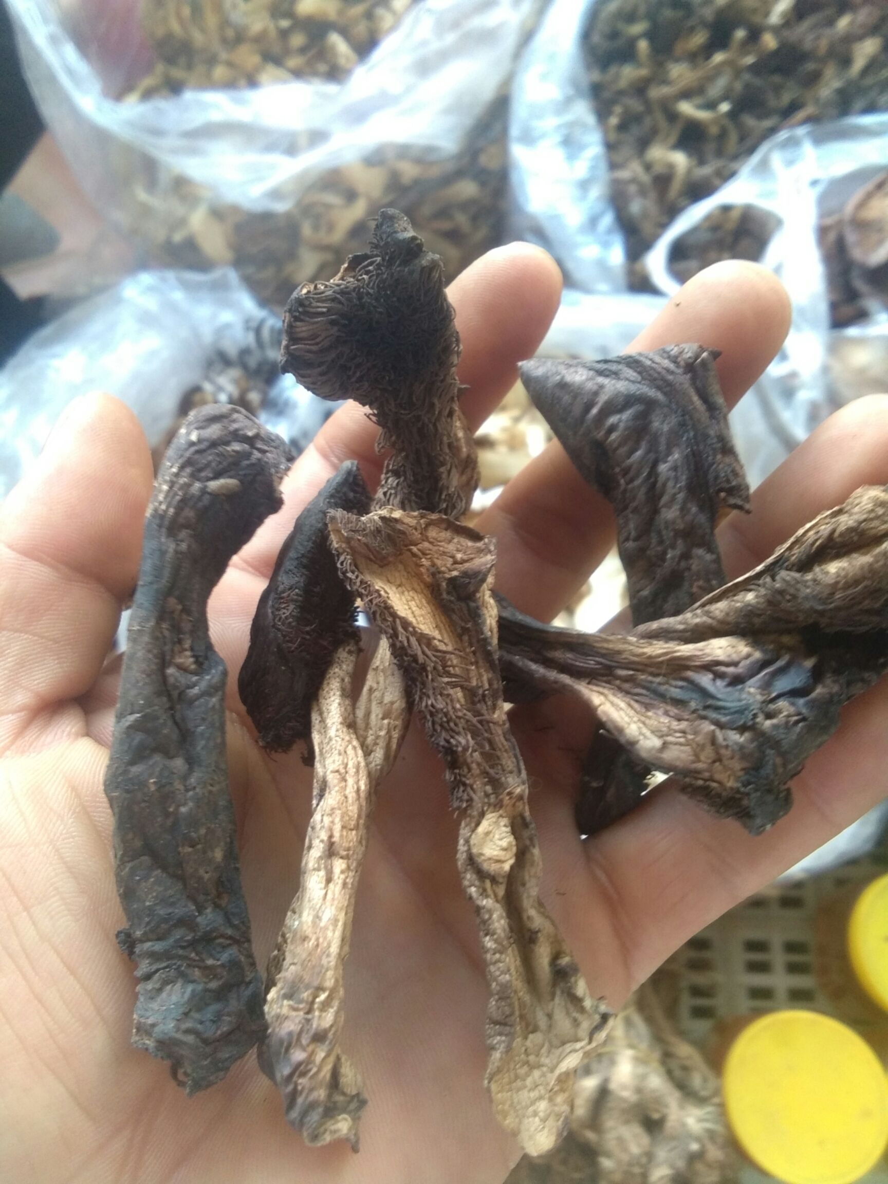 菌包袋 *生黑虎掌
