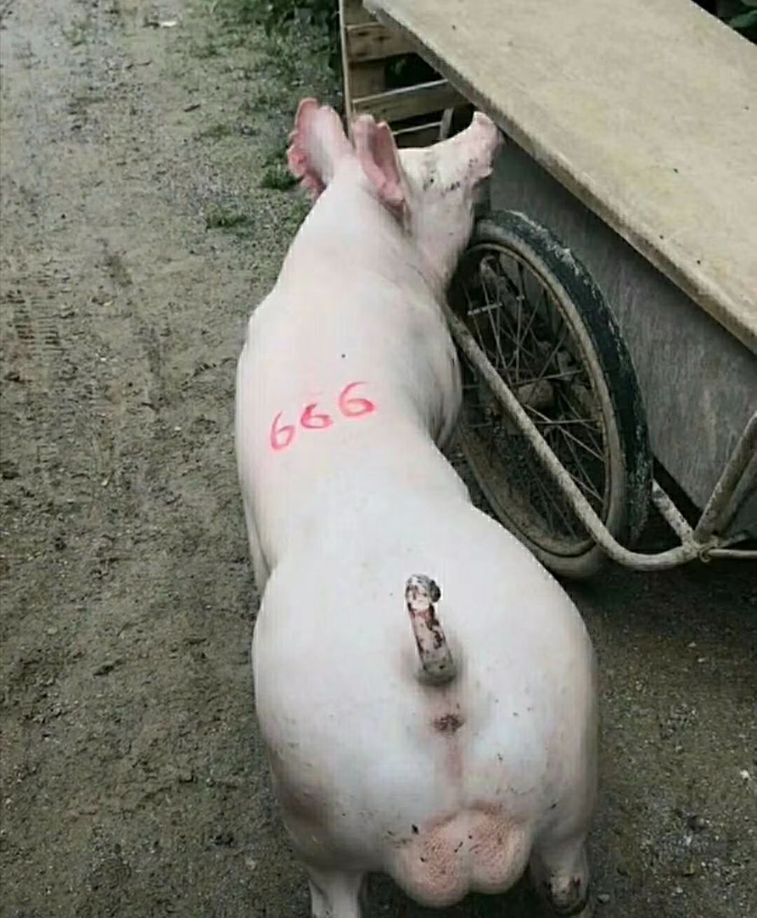 品种名:大白猪 重量:20-25斤 用途