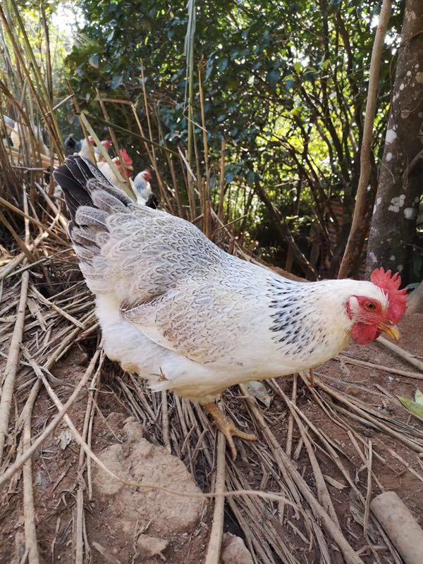 云南昆明官渡区 白芦花鸡苗,疫苗包打,技术提供,成活率高