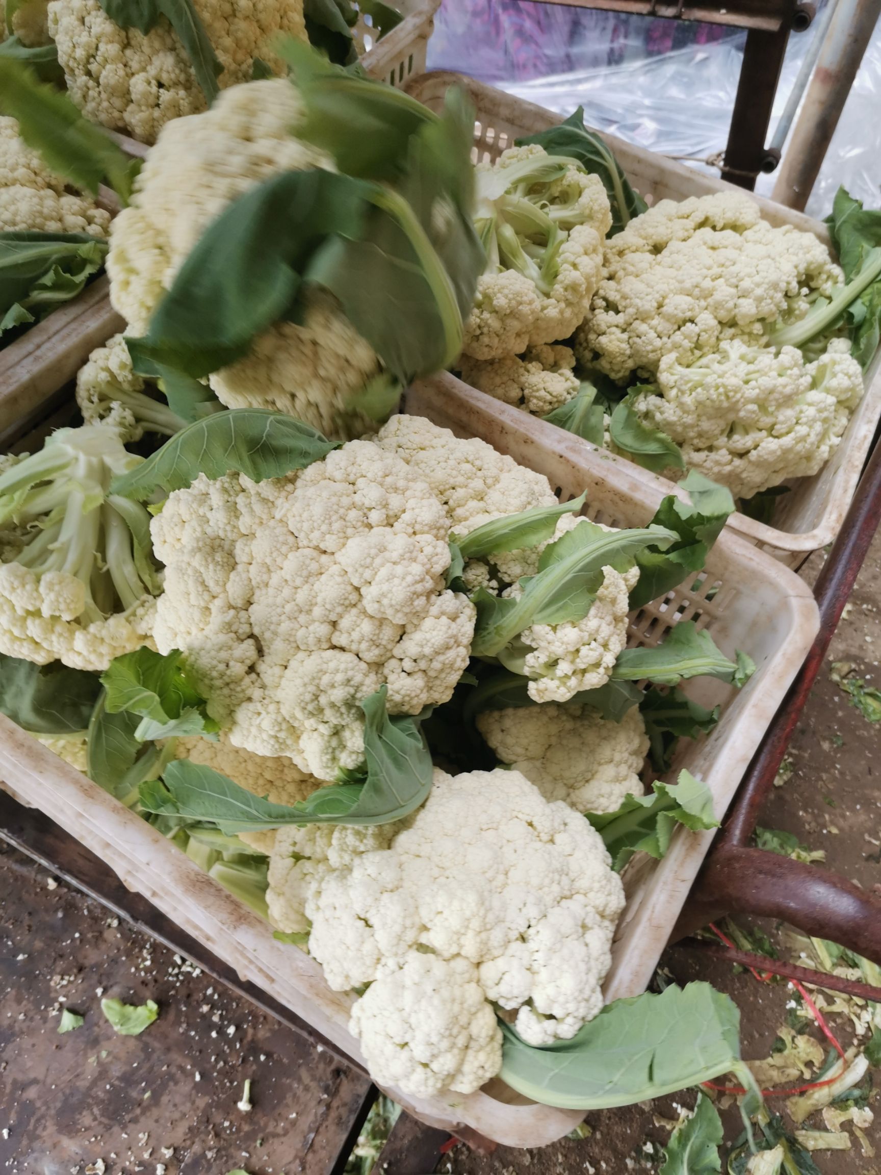 松花菜 青梗无公害有机散花