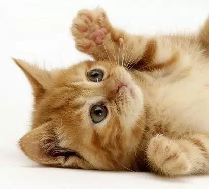 [土猫批发] 家猫价格120元\/只 1只起批