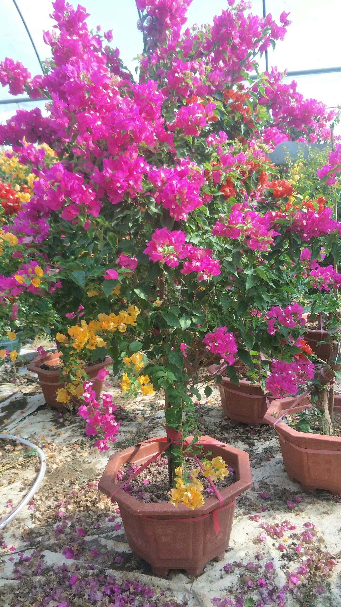 三角梅,开花机器品种,五雀