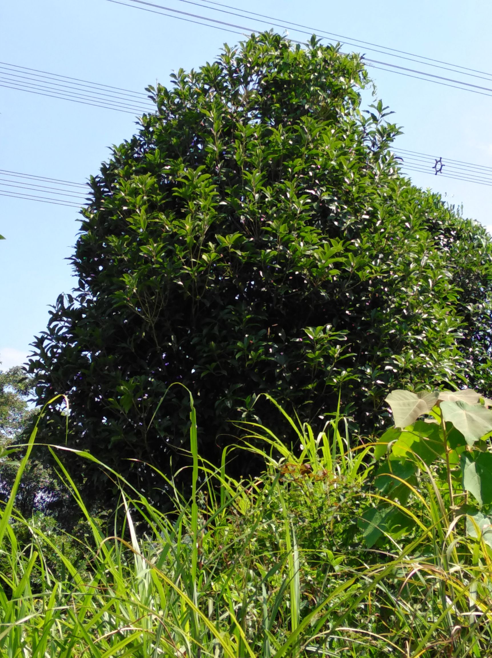 [地笼桂花地笼桂花价格1500元\/棵