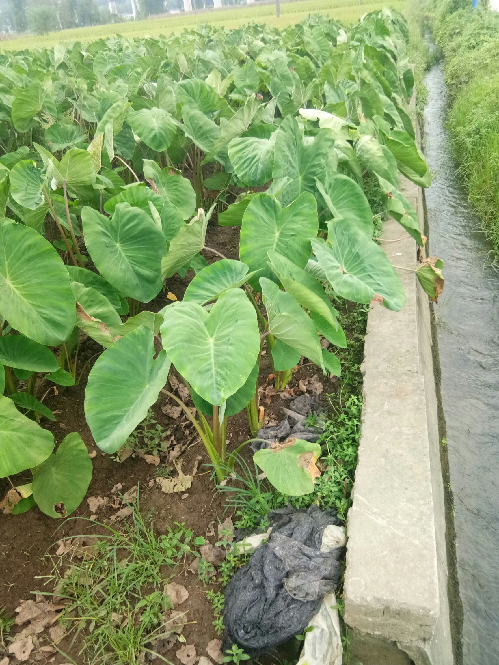 香芋芋头贡芋之乡南川泉水芋三斤30元包邮欢迎品尝