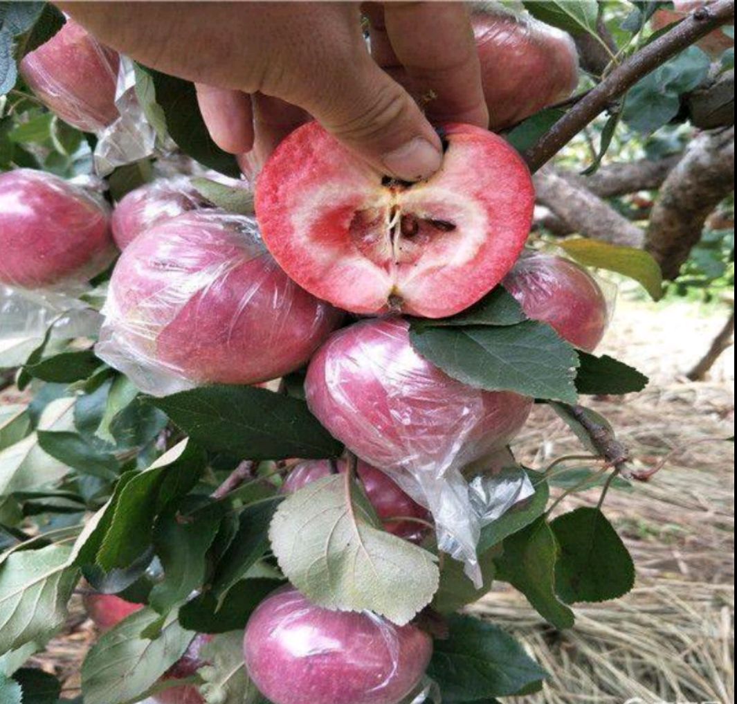 红玫瑰苹果树苗热荐改良新品种果实个头大甜度极高保湿发货
