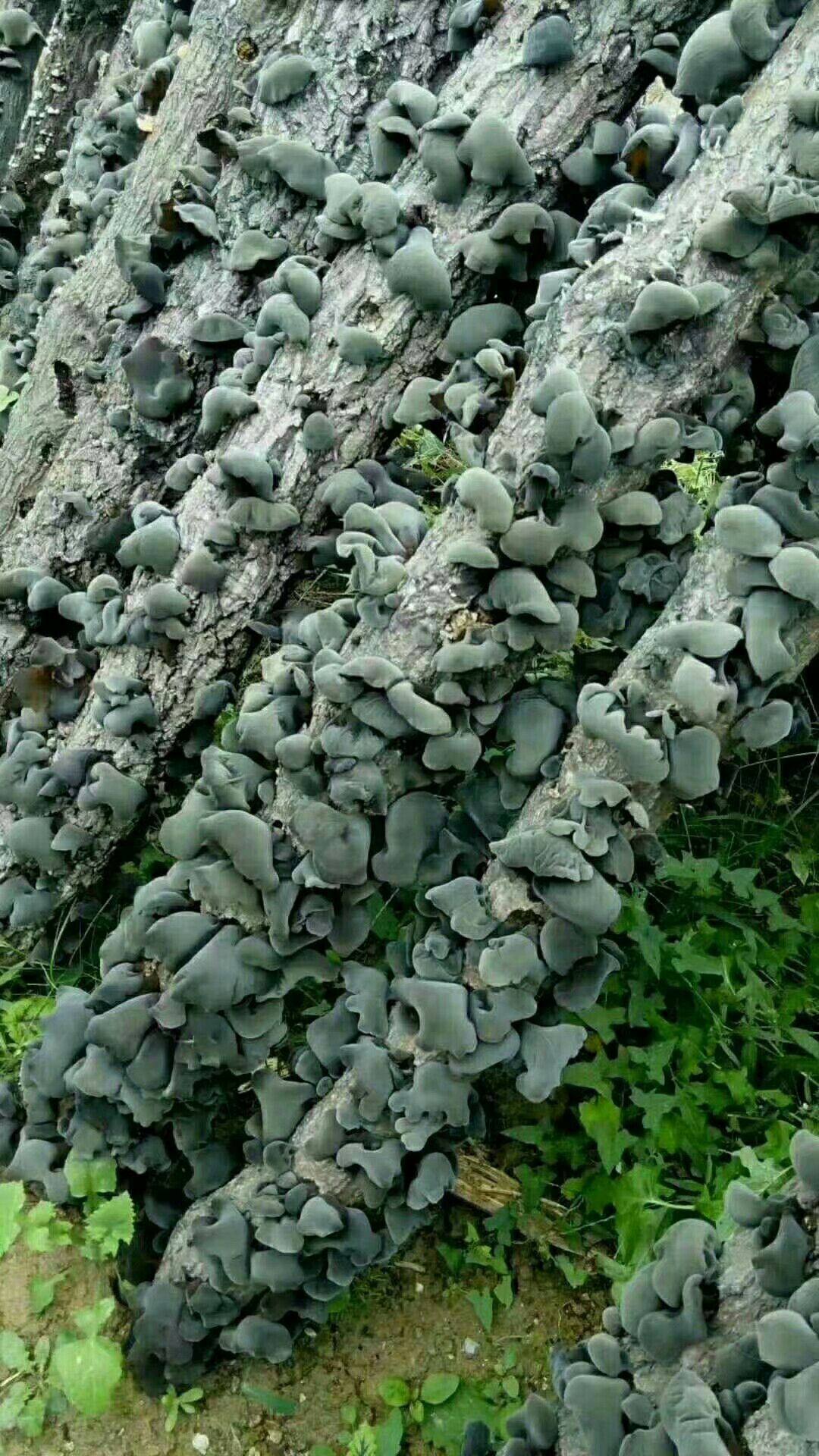 东北木耳,青川木耳,玉木耳