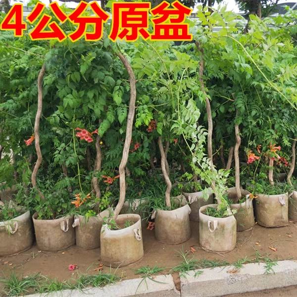 凌霄苗 美国凌霄花苗凌霄花苗,俄罗斯盆栽,爬藤植物庭院,阳光,墙边好