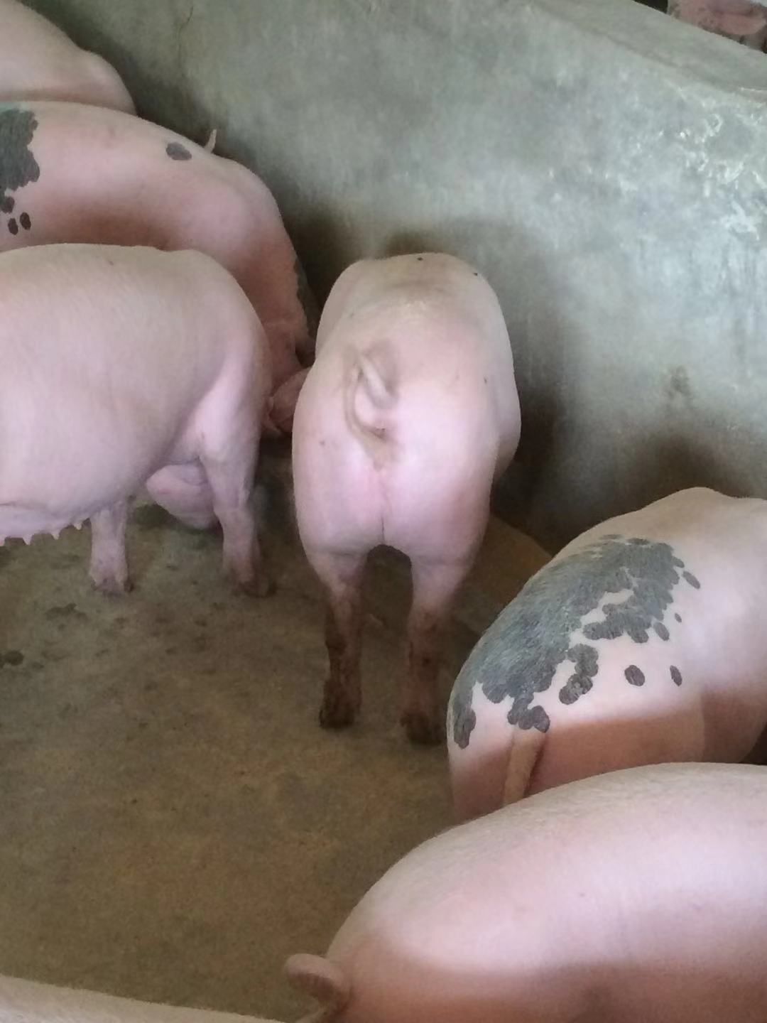 二元母猪,太湖母猪,苏太母猪.三头起.买十头母猪送一头公猪.