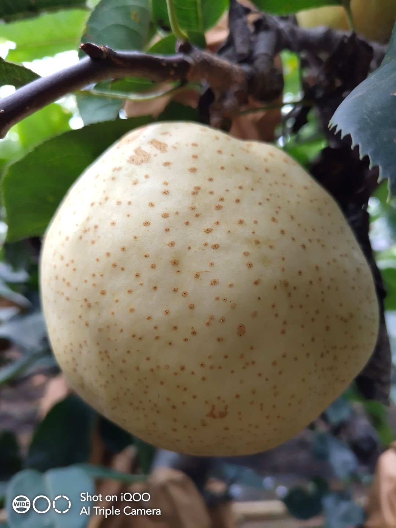 农产品批发供应商刘京林 - 惠农网电脑版