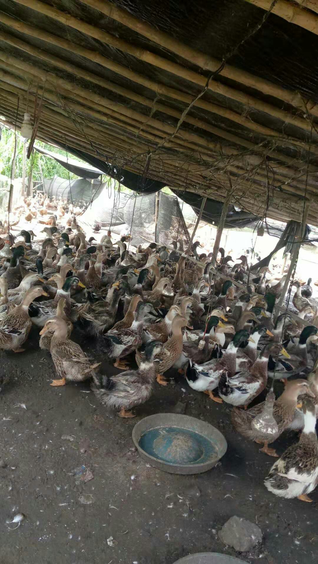 老水土麻鸭