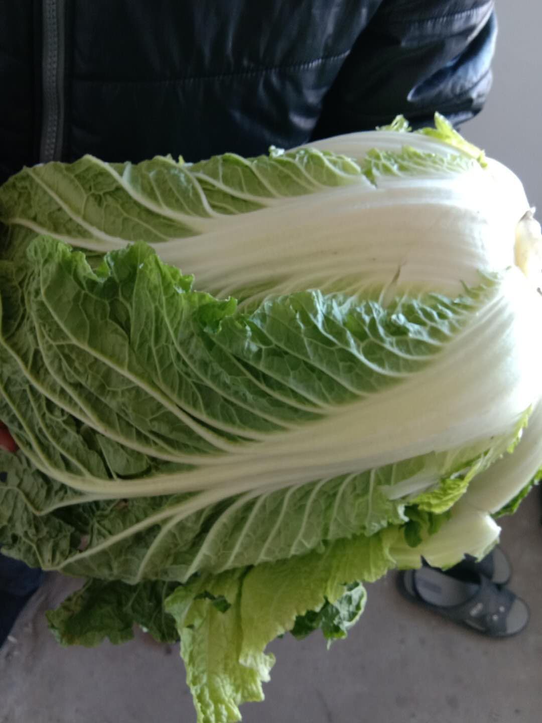 韩国黄心白菜 黄心菜