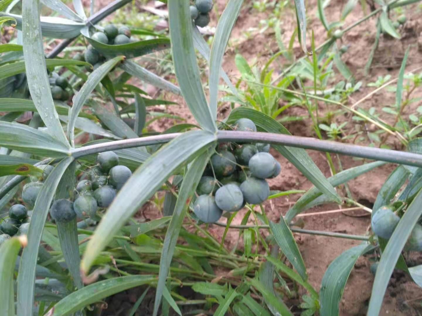 黄精