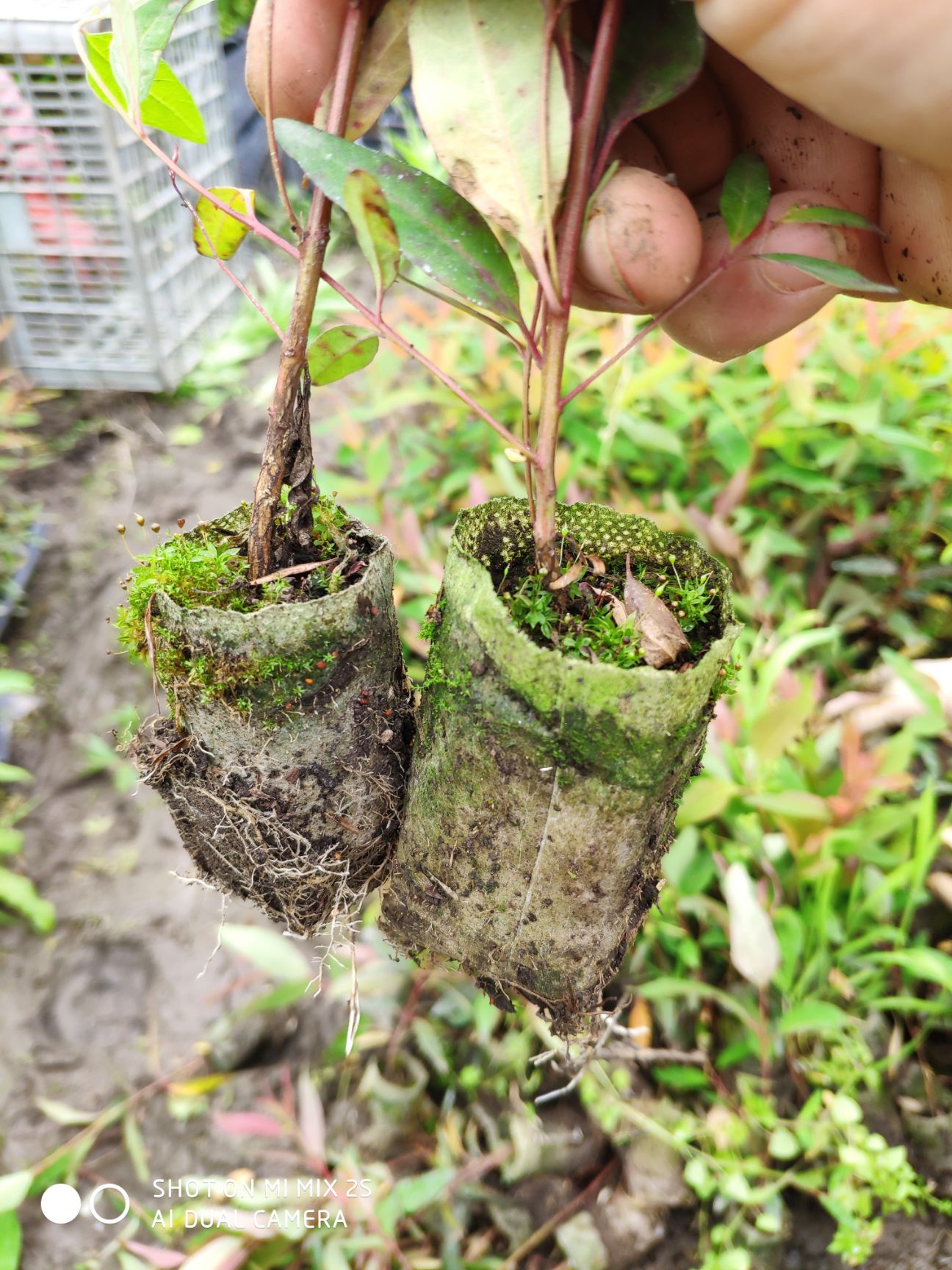 [桉树苗批发]速生桉树苗广林26 28 正宗东门林场桉树