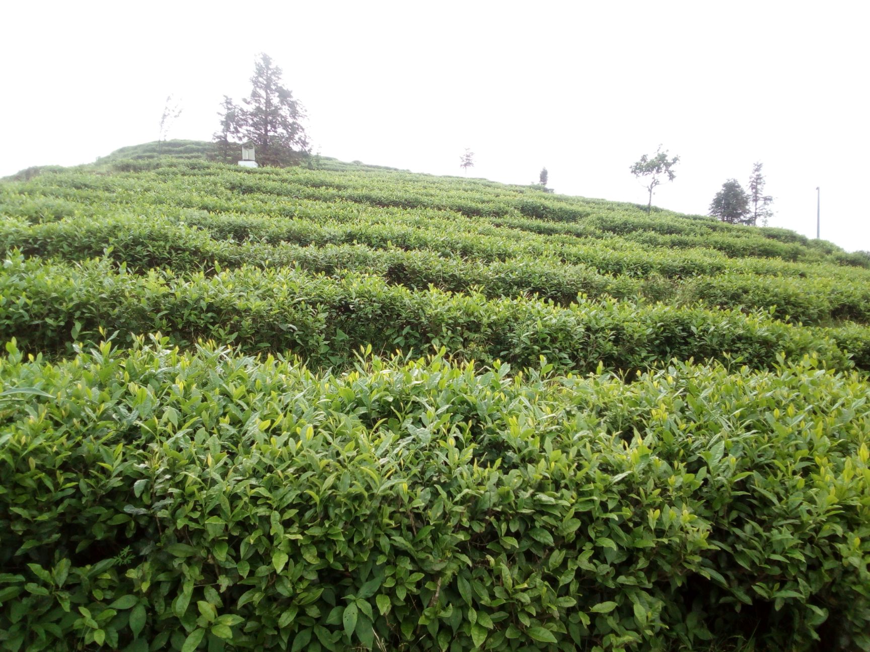 雷公山绿茶 贵州雷公山清明茶,省优部优产品.