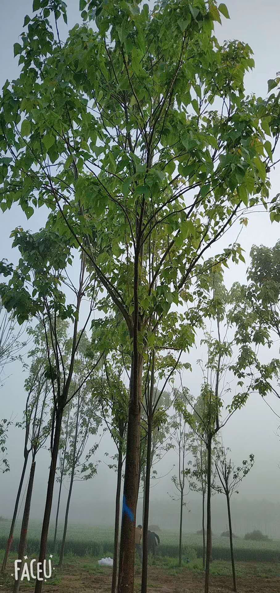 供应大厅 苗木花草 楸树 商品属性 品种名:金丝楸 品种名:金丝楸