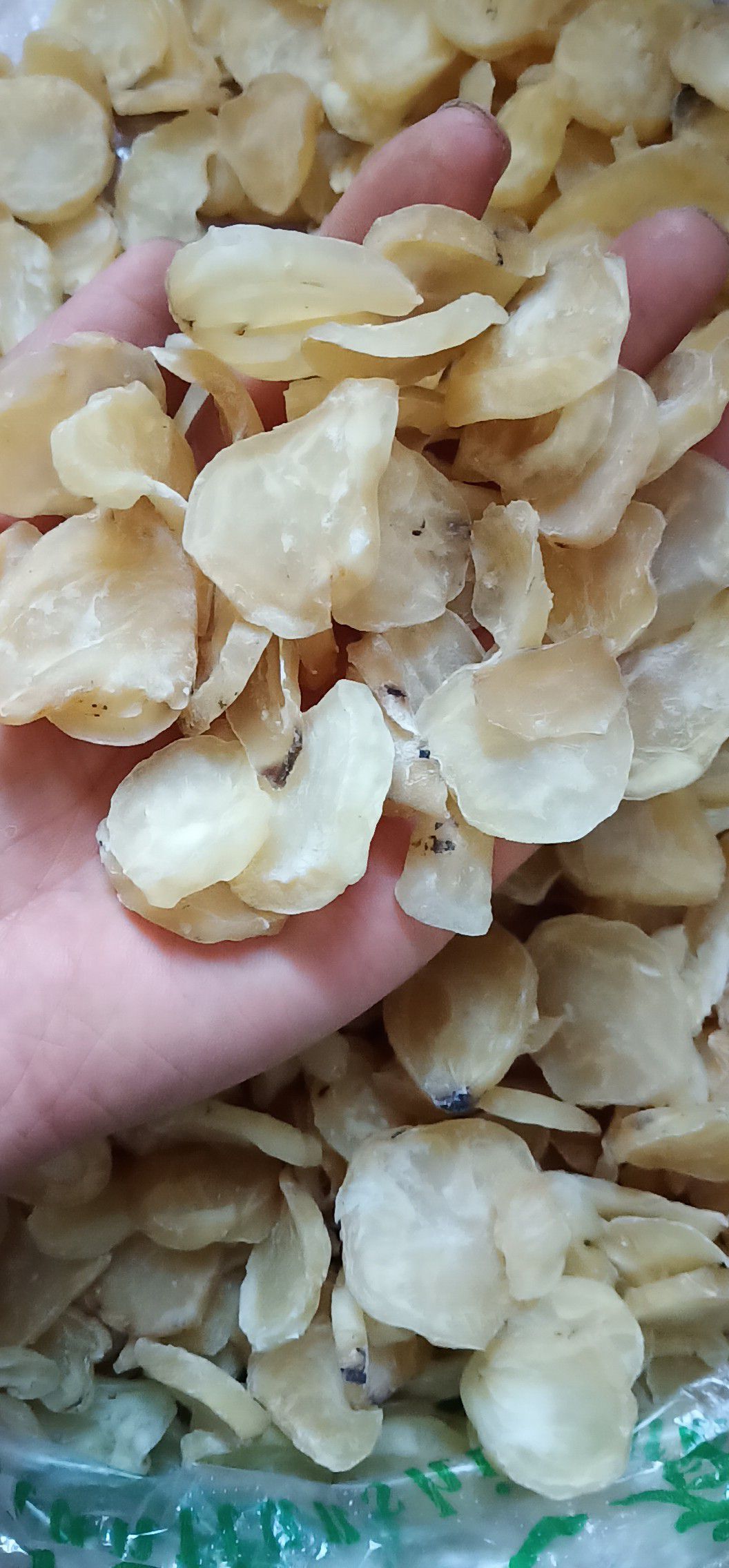 制白附片