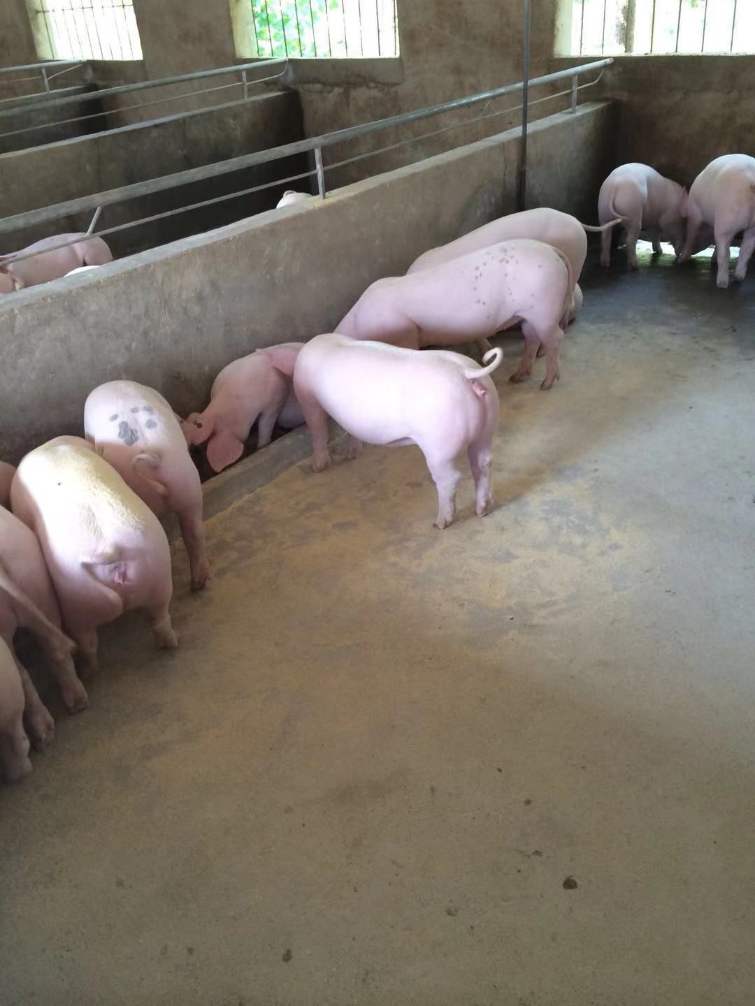 二元母猪,太湖母猪,苏太母猪.三头起.买十头母猪送一头公猪.
