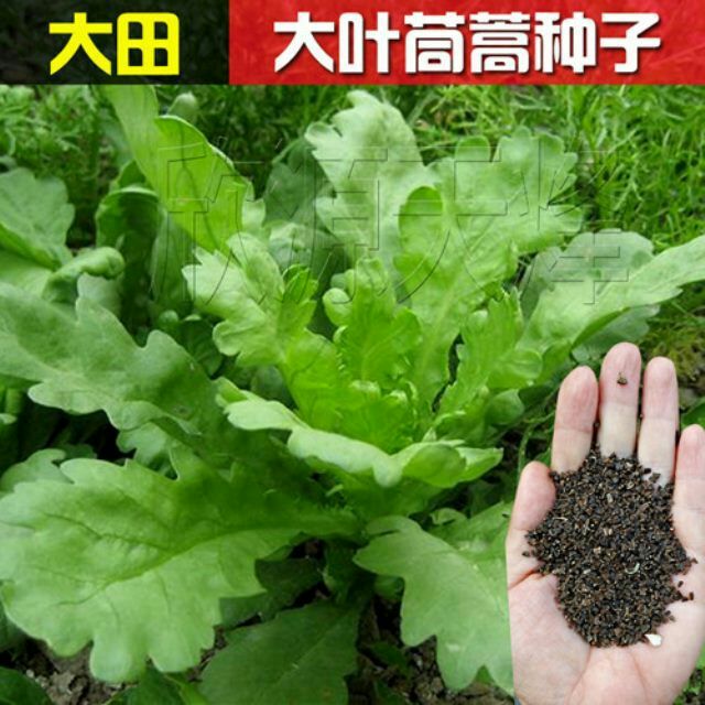 大叶茼蒿种子小叶茼蒿种子蔬菜种子 皇帝菜涮火锅 四季播种