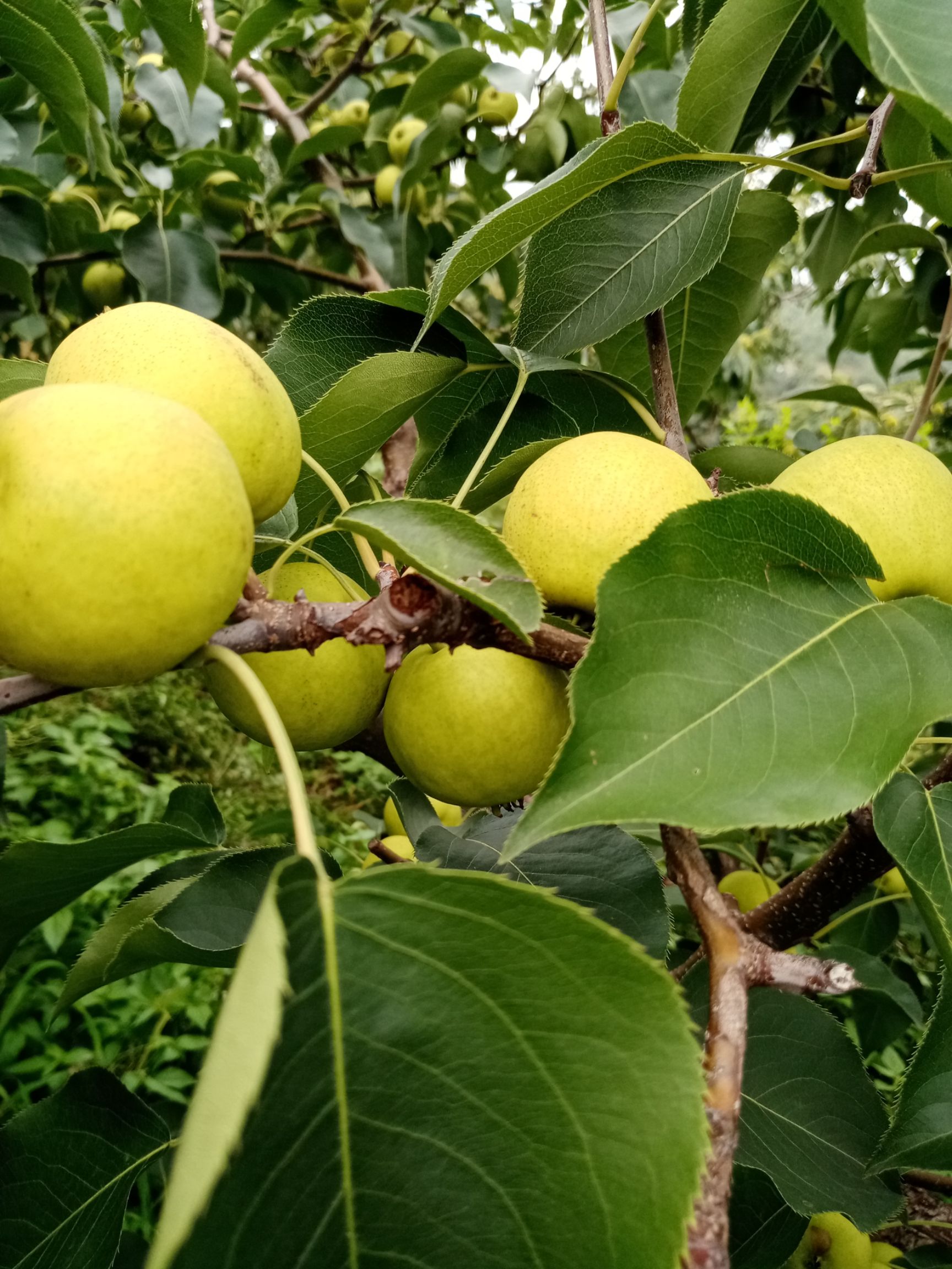 早密酸梨