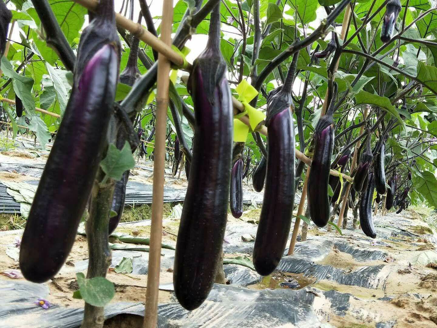 紫长茄 紫红长茄 广茄 货源稳定 代发全国