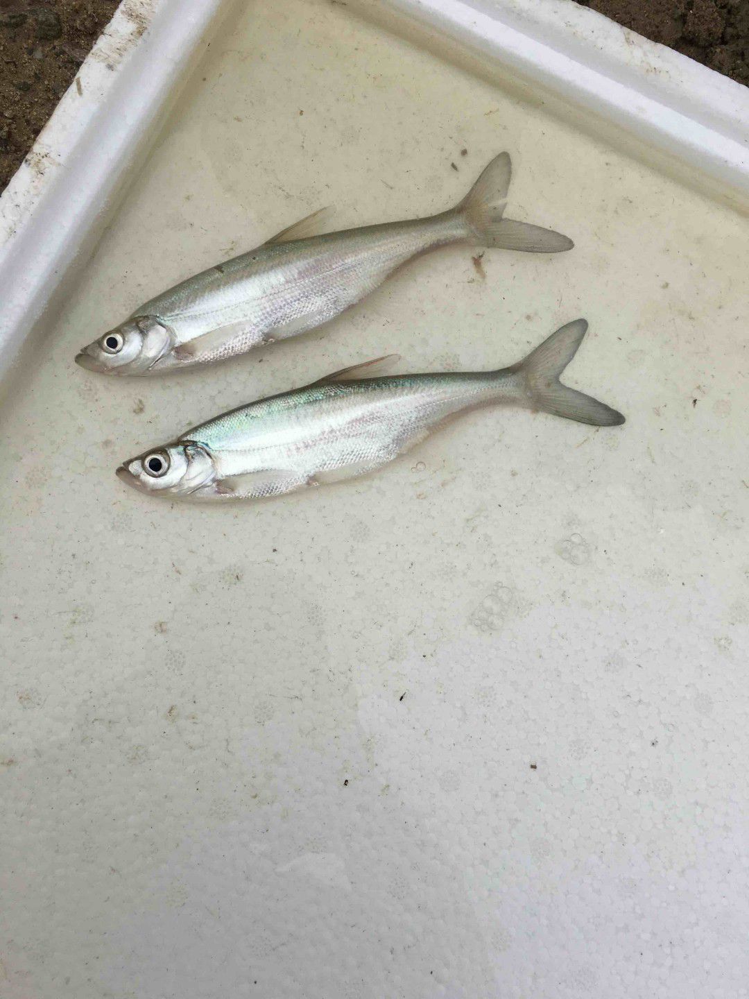 翘嘴红鲌 翘壳鱼苗 翘嘴鱼苗 翘嘴白鲌
