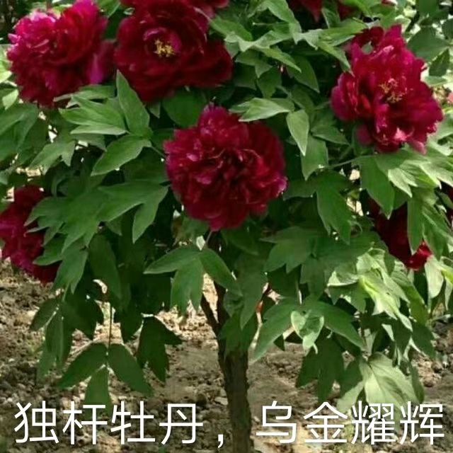 牡丹,牡丹树