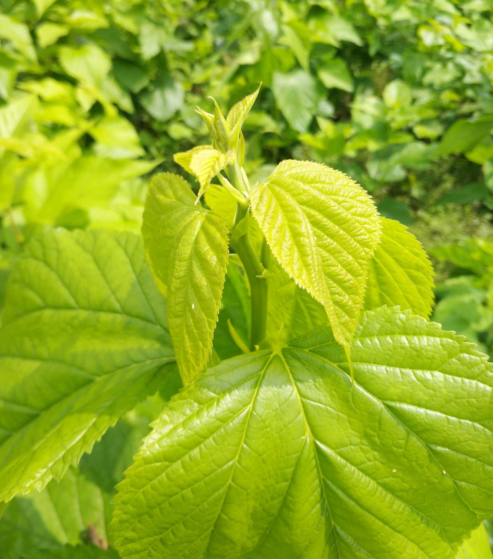 桑芽茶大量供应桑芽菜新鲜桑芽现摘过水真空发货