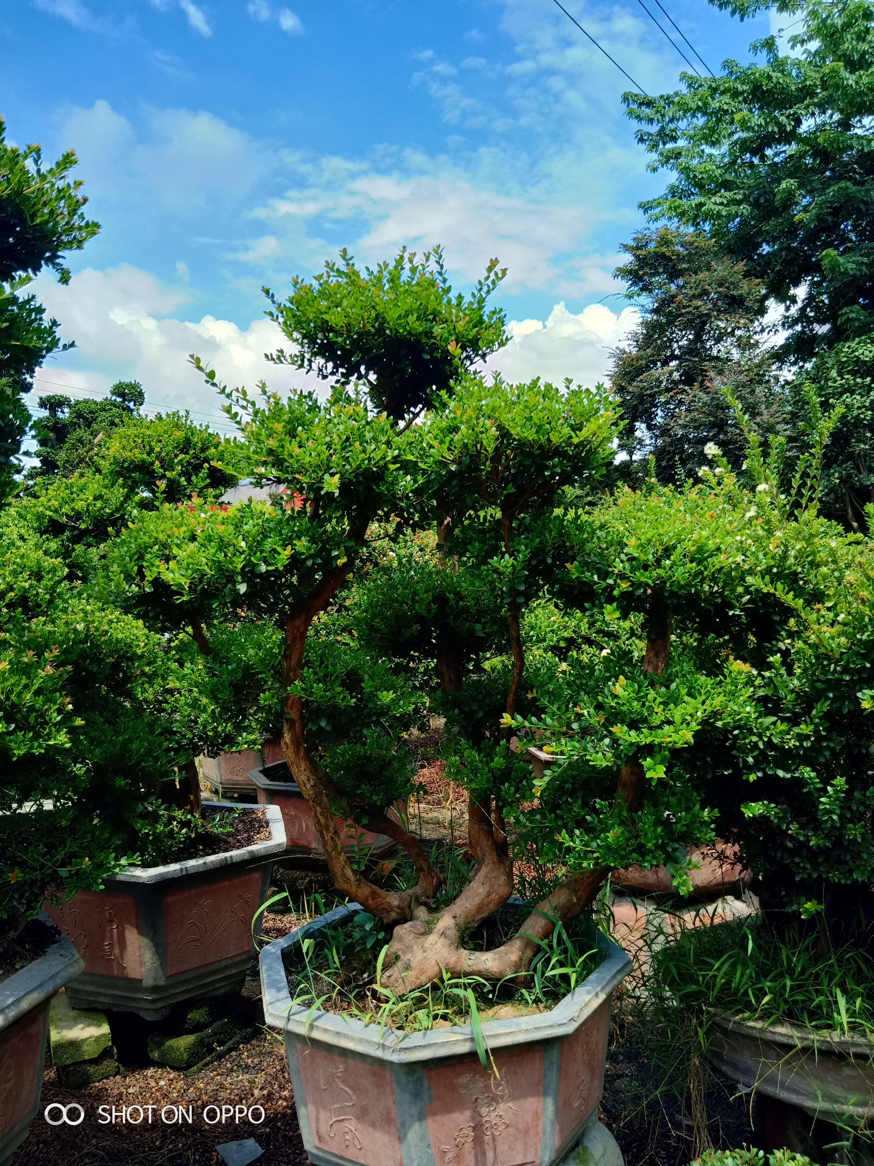 赤楠盆栽 赤楠盆景