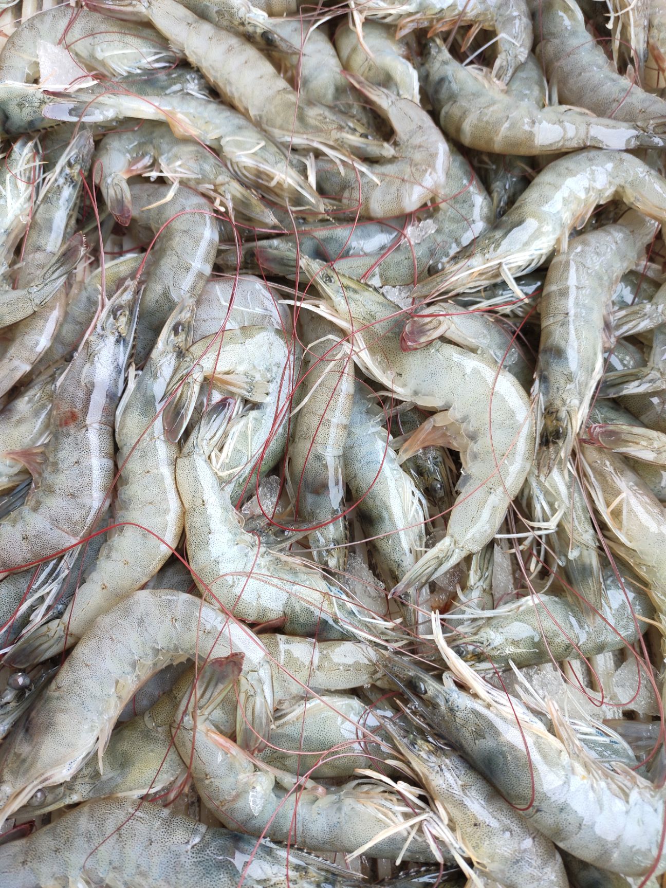 冻虾 冰鲜虾 大虾 对虾 青虾 基围虾 新鲜虾 海鲜批发