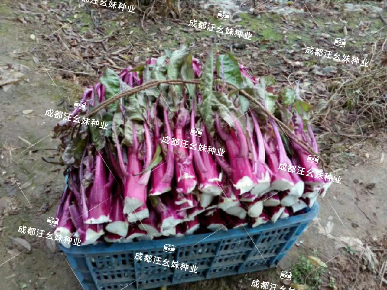 杂交红油菜种子,红菜苔种子