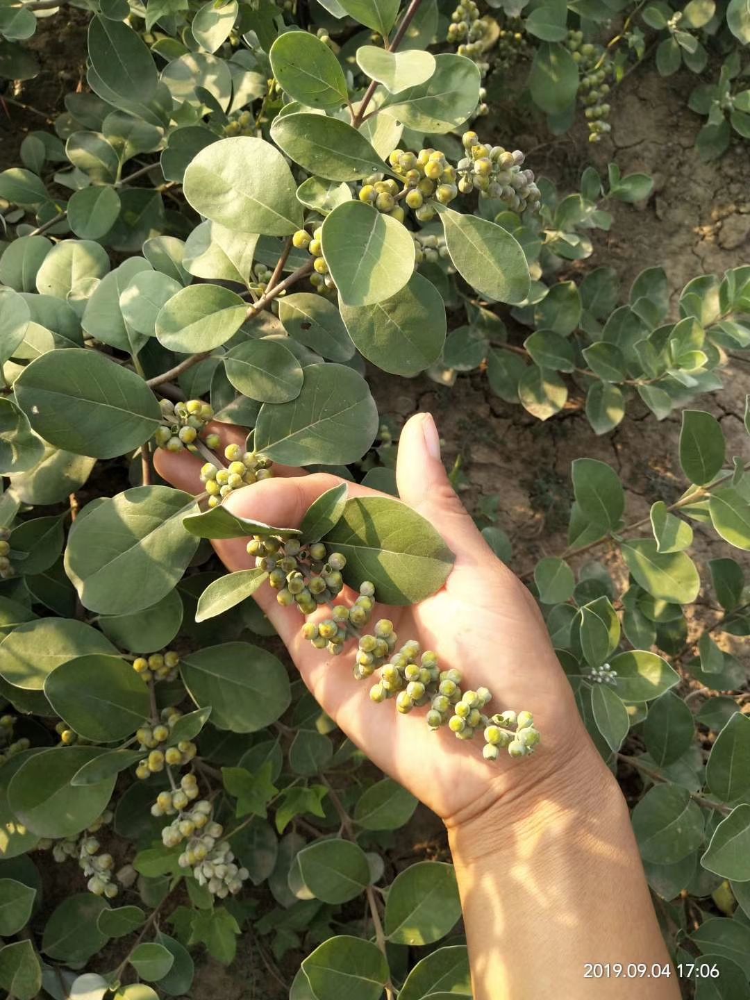 蔓荆子苗 本种植基地长年供应蔓荆子大苗,小苗及扦插枝条,回收蔓荆子