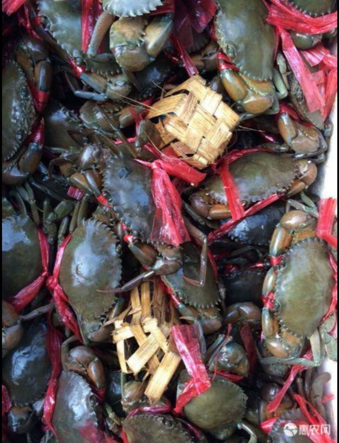 缅甸黑蟹 腼甸黑蟹 80克