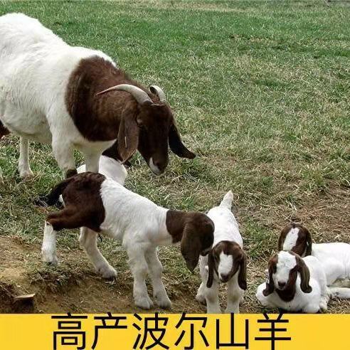 山东郓城县波尔山羊 优质良种高产羊 量大可挑选