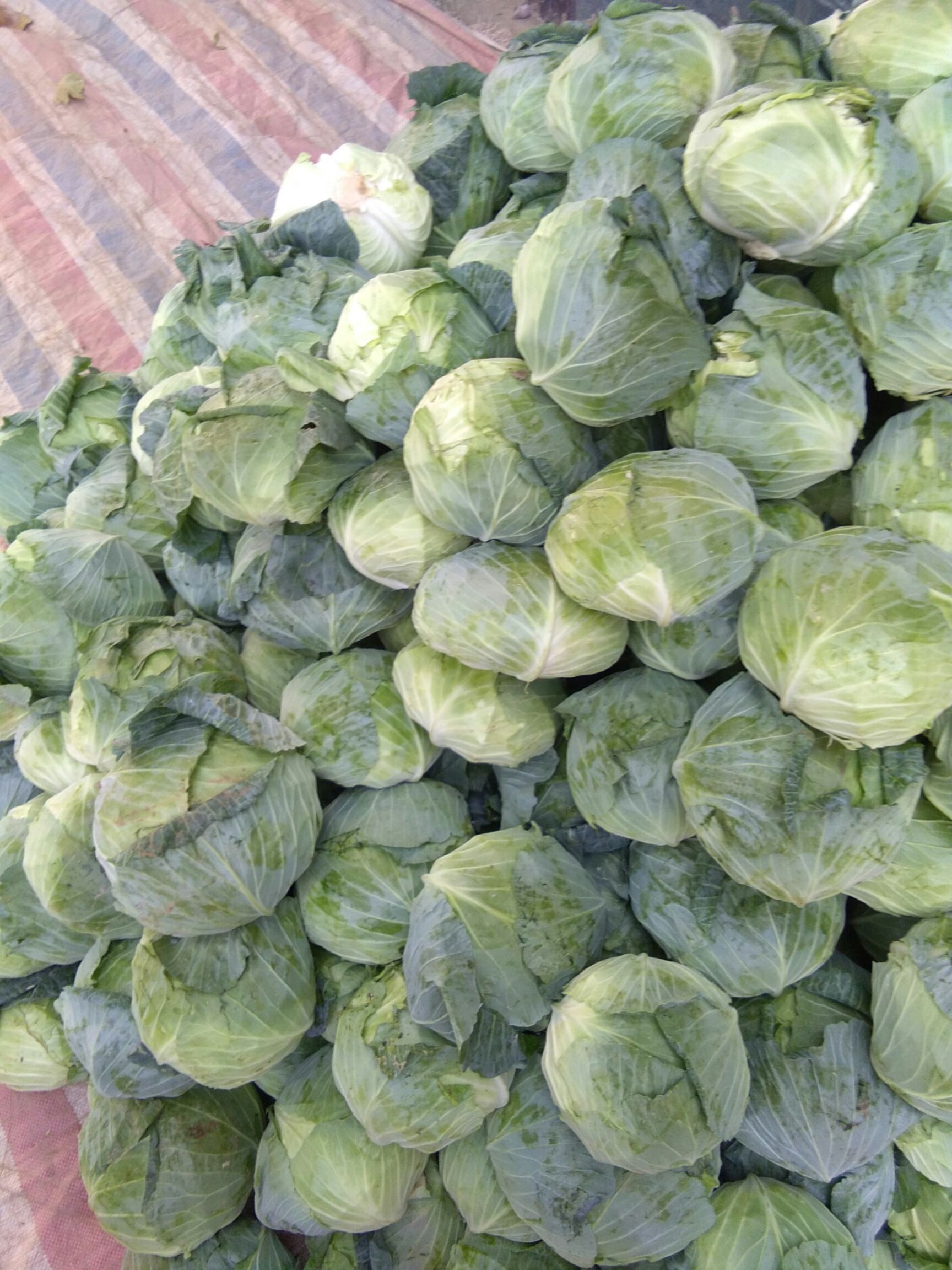 0~1.5斤          一茬包菜  有机花  实花质量杠杠的