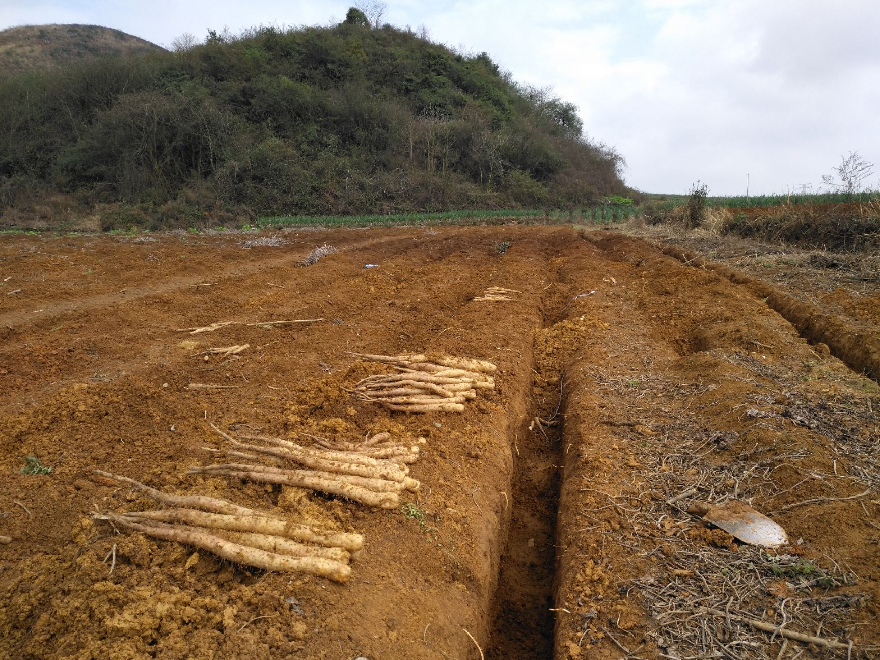 贵州白玉山药新上市自家地里长的批发零售