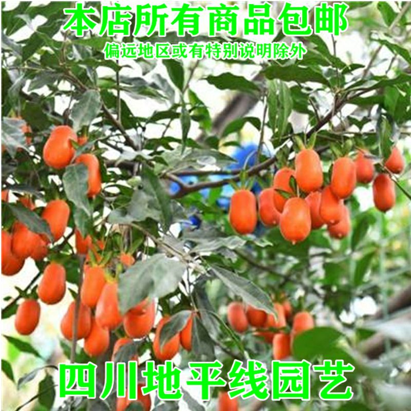 新采金弹子种子 鸡血红老鸦柿种子梨形葫芦果灯泡型盆景盆栽种子